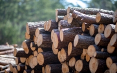 間伐材を使った商品が増えている！積極的に手に取って、みんなで健全な森を守ろう